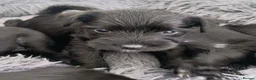 Miniature Schnauzer dogs for sale: Beautiful Black Miniature Schnauzer Puppies - Advert 4