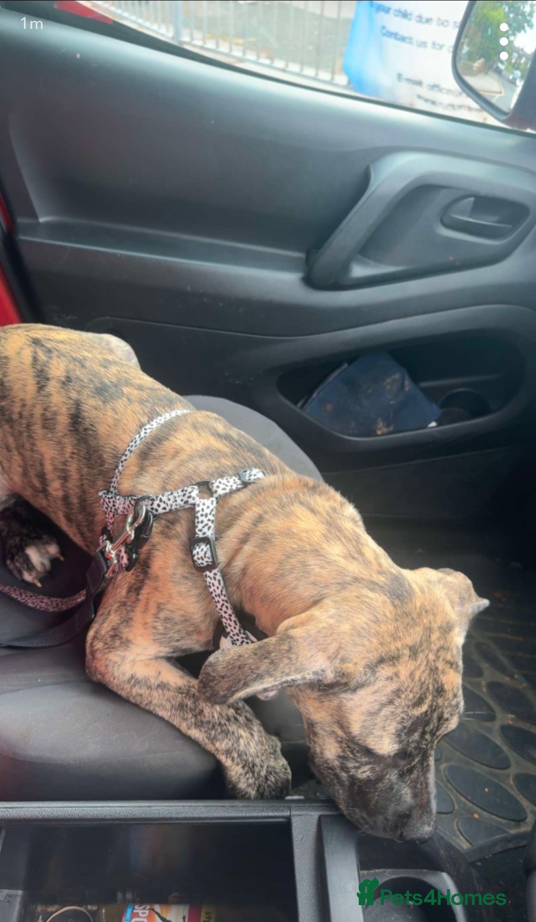 Mixed Breed dogs Pressa canario/American bulldog pups, - Advert 2