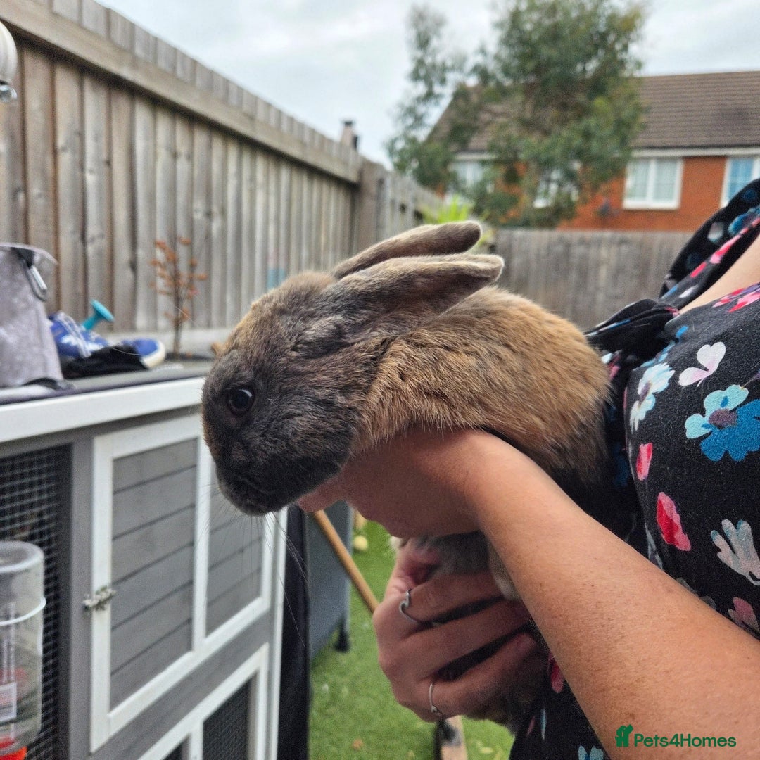 Mixed Breed rabbits for sale: Rabbit, male, 3yrs, with double hutch - Image 10