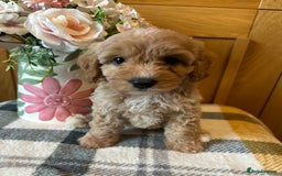 Cockapoo dogs for sale: Stunning Cockapoo puppies ready in a week  - Image 6