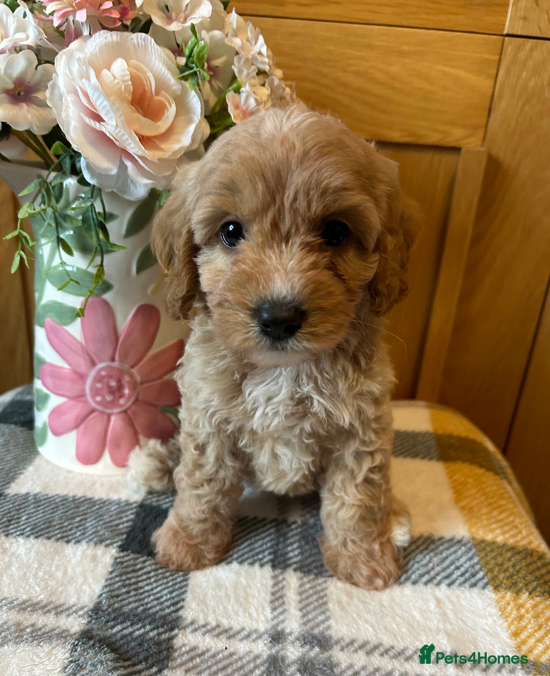 Cockapoo dogs for sale: Stunning Cockapoo puppies ready in a week  - Image 6