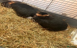 Mini Lop rabbits for sale: 2 mini lip female rabbits  - Image 5
