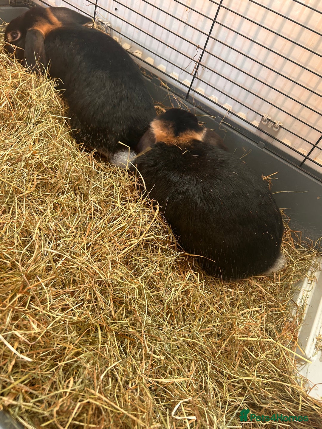 Mini Lop rabbits for sale: 2 mini lip female rabbits  - Image 5