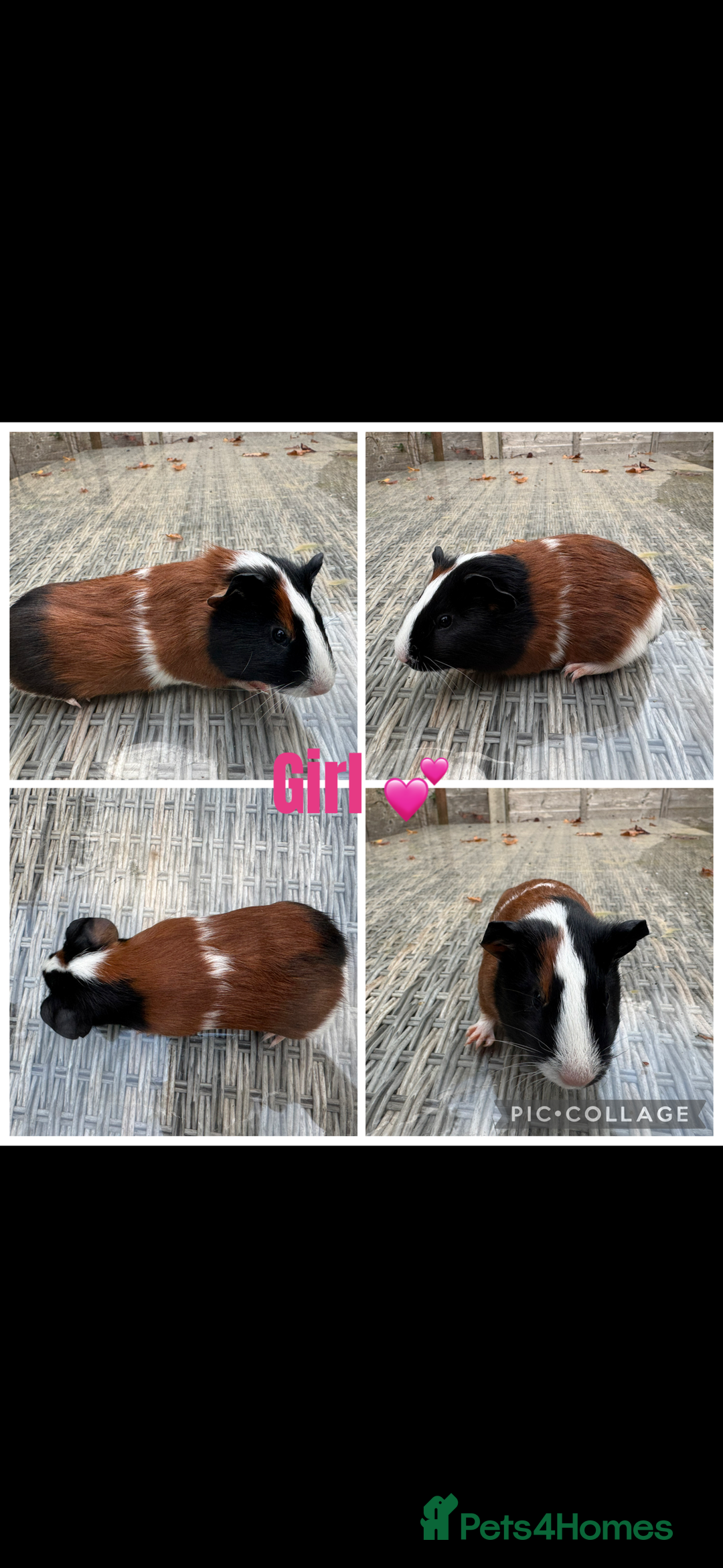 Guinea Pig rodents for sale: Female & Male Guinea pigs 👀 for new laps 🥰 - Advert 5