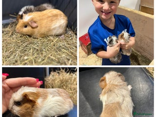 Guinea Pig rodents 8 week old guinea pig baby boys home reared! - Advert 10