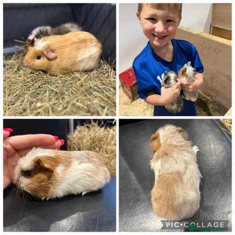 Guinea Pig rodents 8 week old guinea pig baby boys home reared! - Advert 14