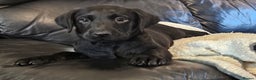 Labrador Retriever dogs for sale: Mr Dearden - Advert 8