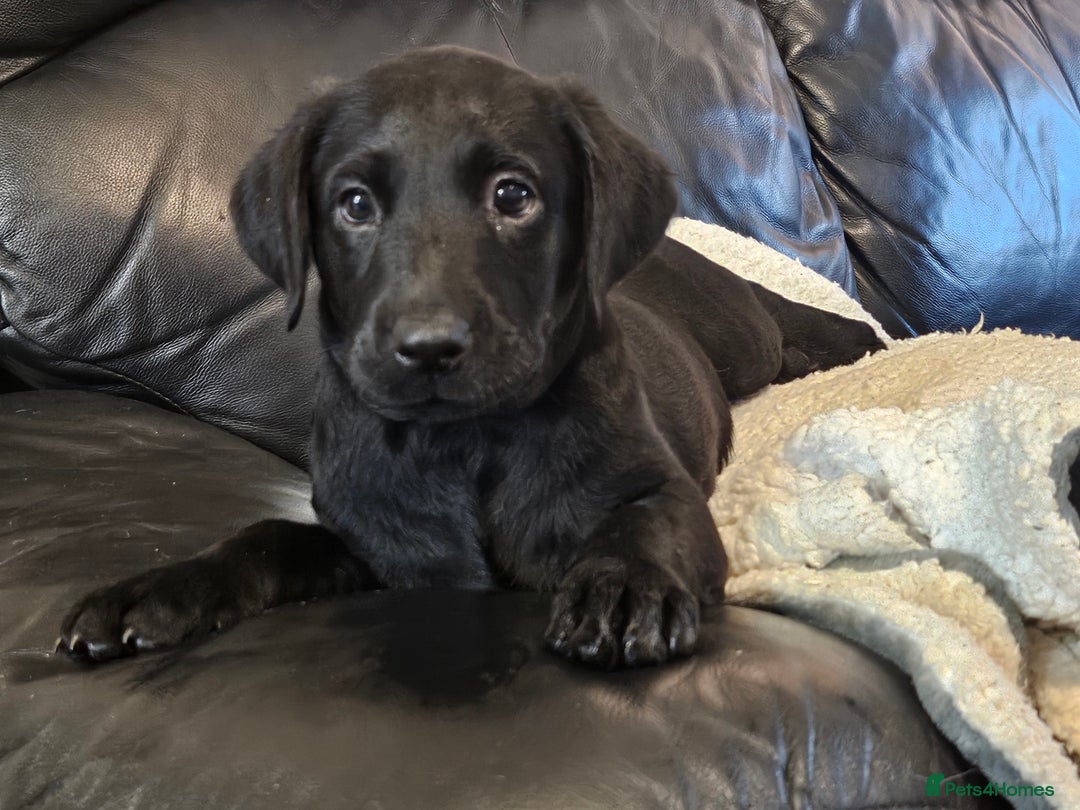 Labrador Retriever dogs for sale: Mr Dearden - Advert 8