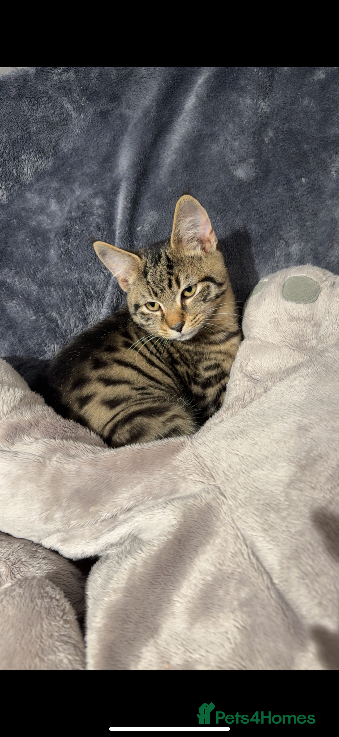 Bengal cats for sale: Kitten for sale  - Advert 6