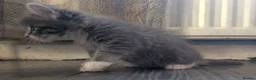 Maine Coon cats for sale: Maine coon x Ragdoll kittens - Advert 7