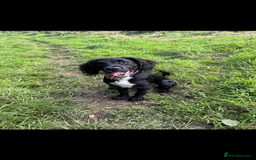 Sprocker dogs for sale: Sprocker For Rehoming - Image 1