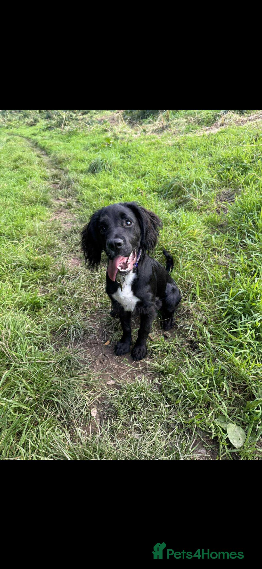 Sprocker dogs for sale: Sprocker For Rehoming - Image 1