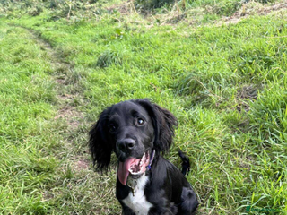 Sprocker dogs for sale - Advert 1