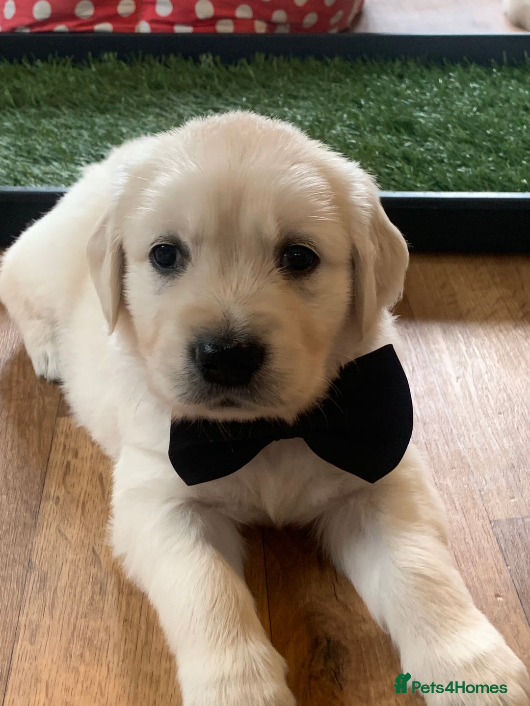 Golden Retriever dogs for sale: Gorgeous KC reg Golden Retriever Puppies - Image 16