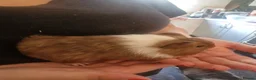 Guinea Pig rodents for sale: Male guinea pigs  - Advert 1