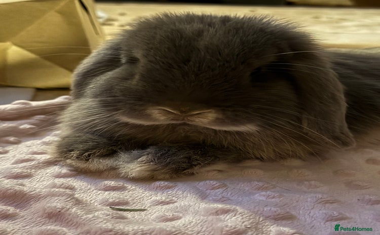 Mini Lop rabbits - Advert 10