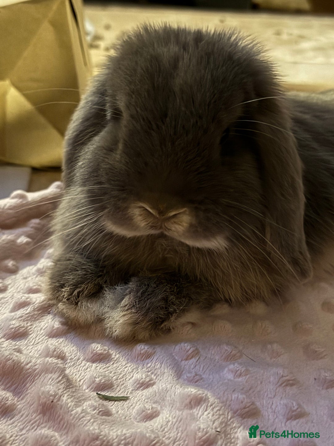 Mini Lop rabbits for sale: Beautiful Mini Lop  - Image 1
