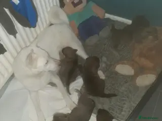Mixed Breed dogs Rottweiler x akita puppies - Advert 3