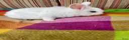 Mixed Breed rabbits for sale: 5 Baby Mixed Bred Rabbits  - Advert 7