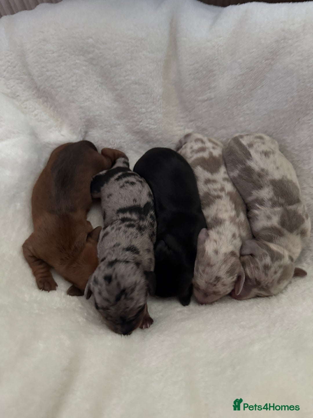 Miniature Dachshund dogs for sale: Dachshund puppies for sale. - Advert 2