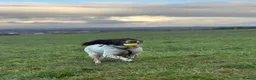 Sprocker dogs for sale: Gorgeous Sprocker Spaniel Puppies! - Advert 15