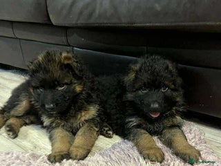German Shepherd dogs Outstanding long haired Gsd pups for sale - Advert 4