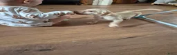 Labrador Retriever dogs for sale: Kc Labrador retriever puppy - Advert 2