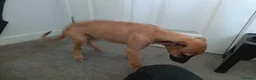 Lurcher dogs for sale: Beautiful Working Stock Female Lurcher Puppy - Advert 8