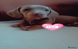 Miniature Dachshund dogs for sale: DWKC-REGISTERED- Miniature Dachshund Puppies  - Image 2