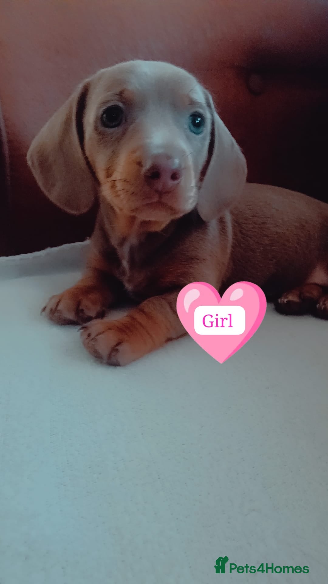 Miniature Dachshund dogs for sale: DWKC-REGISTERED- Miniature Dachshund Puppies  - Image 2