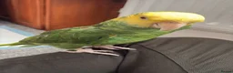 Parrots birds for sale: Amazon parrot - Advert 4
