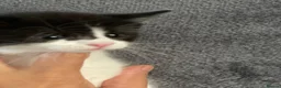 Mixed Breed cats for sale: Mixed bread tuxedo black and white - Advert 5