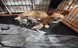 Mixed Breed dogs for sale: French bulldog dog cross puppies - Image 3