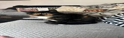 Mixed Breed cats for sale: Three female kittens  in Brierley Hill - Advert 1