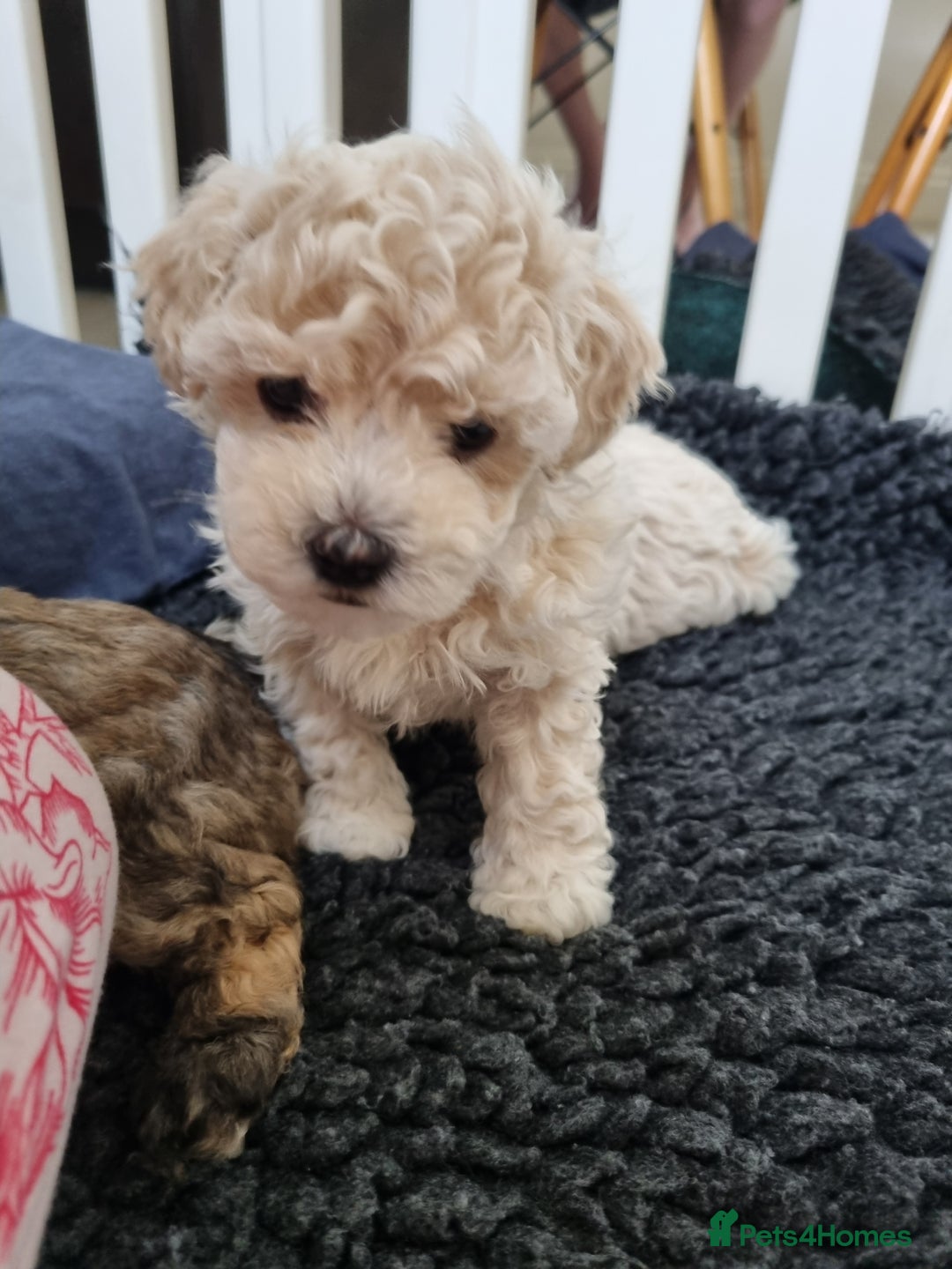 Maltipoo dogs for sale: Rare F2 Toy Maltipoos, DNA Clear + Basic Training - Image 29