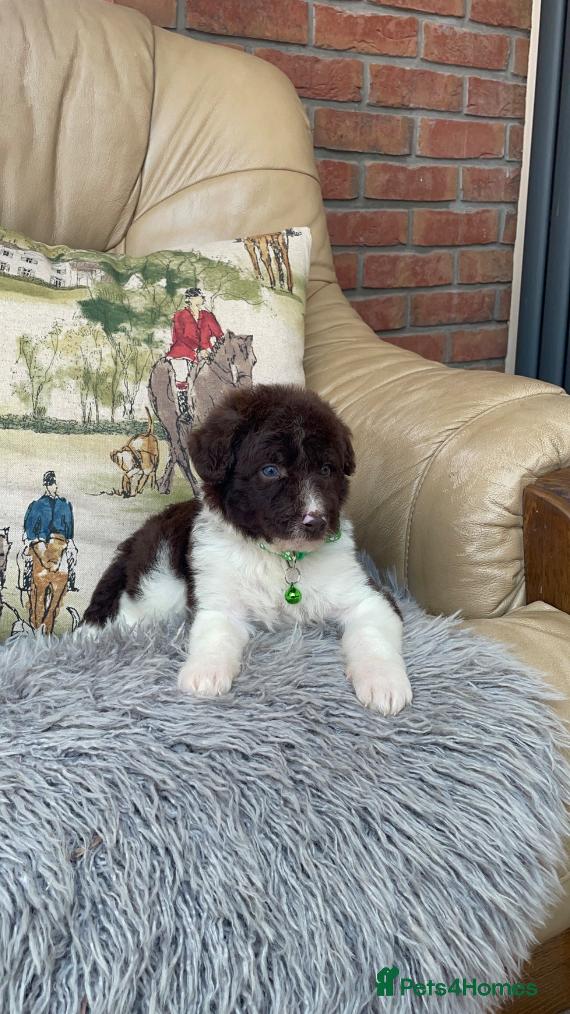 Border Collie dogs Stunning boys and girls - Advert 2