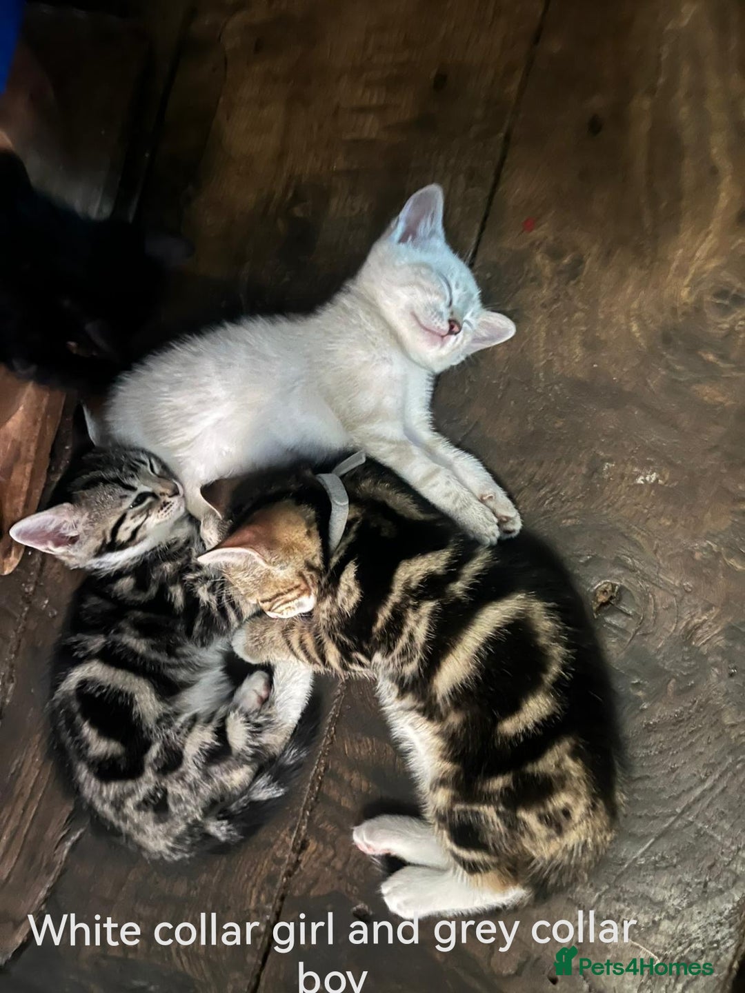 Bengal cats for sale: Stunning Bengal Plus - Image 1
