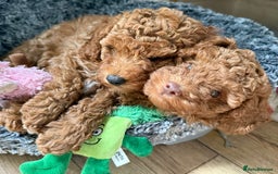 Cavapoochon dogs for sale: Gorgeous F1B Cavapoochon’s Fox Red available now. - Image 12