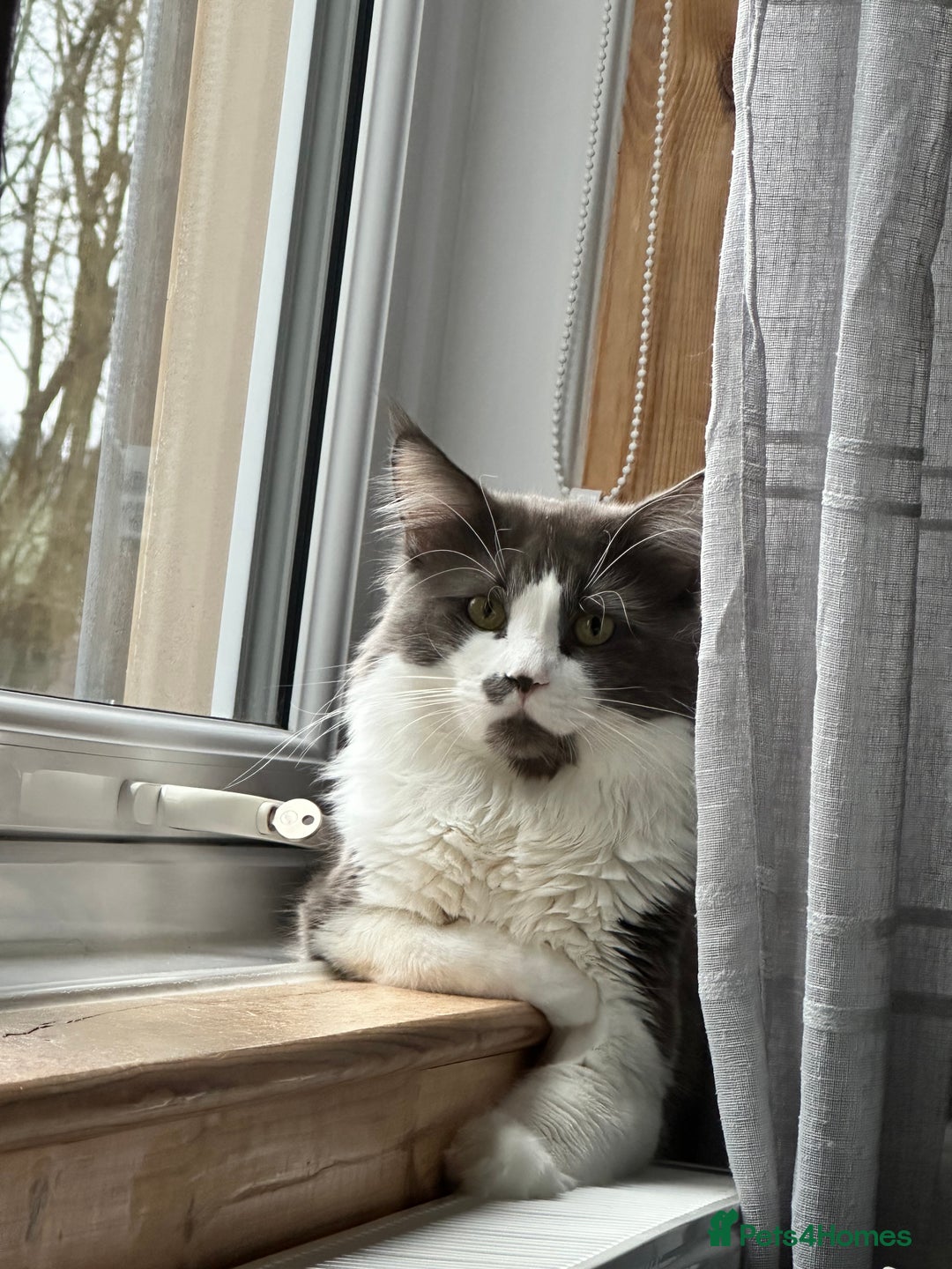 Maine Coon cats for stud: Maine coon for stud  - Image 3