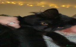British Longhair cats for sale: Urgently Rehoming 2 beautiful cats - Image 4