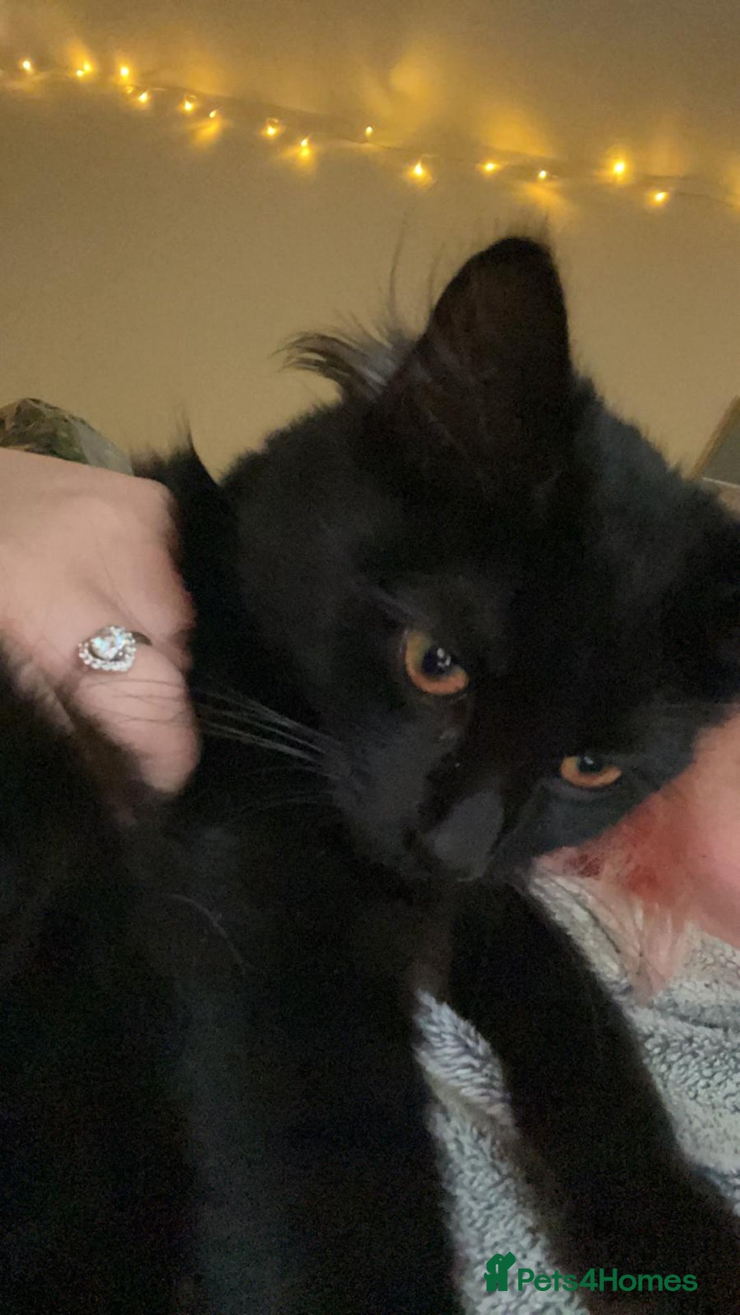 British Longhair cats for sale: Urgently Rehoming 2 beautiful cats - Image 4