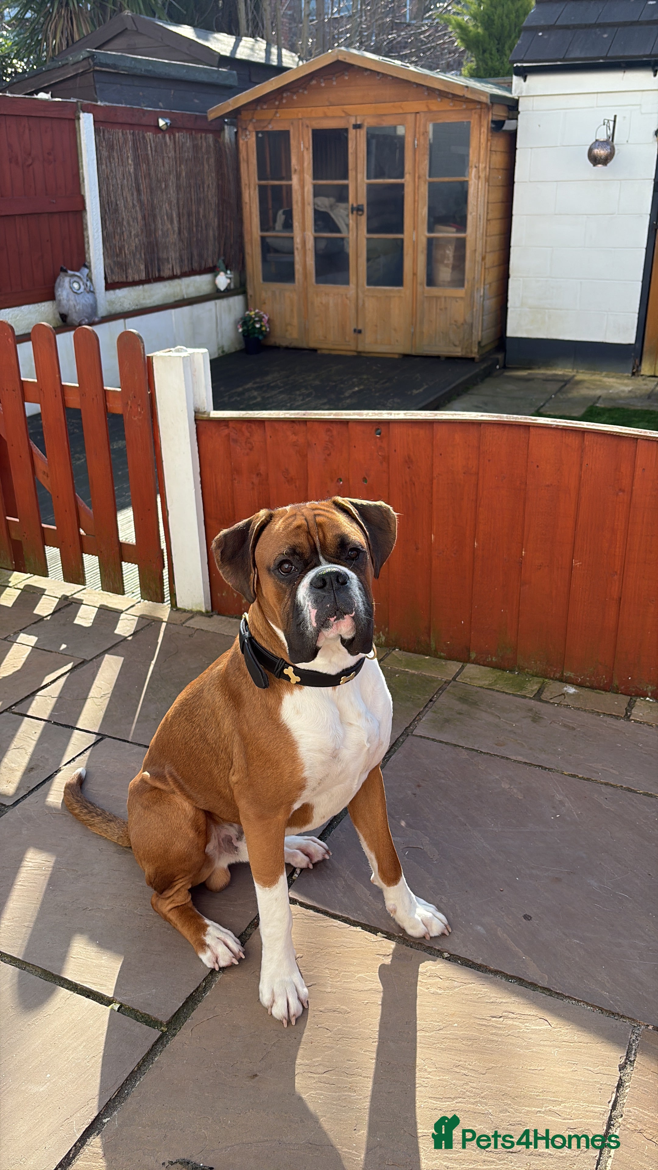 Boxer dogs Full pedigree boxer dog for stud  in Runcorn - Advert 5