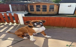 Boxer dogs for stud: Full pedigree boxer dog for stud  in Runcorn - Image 1