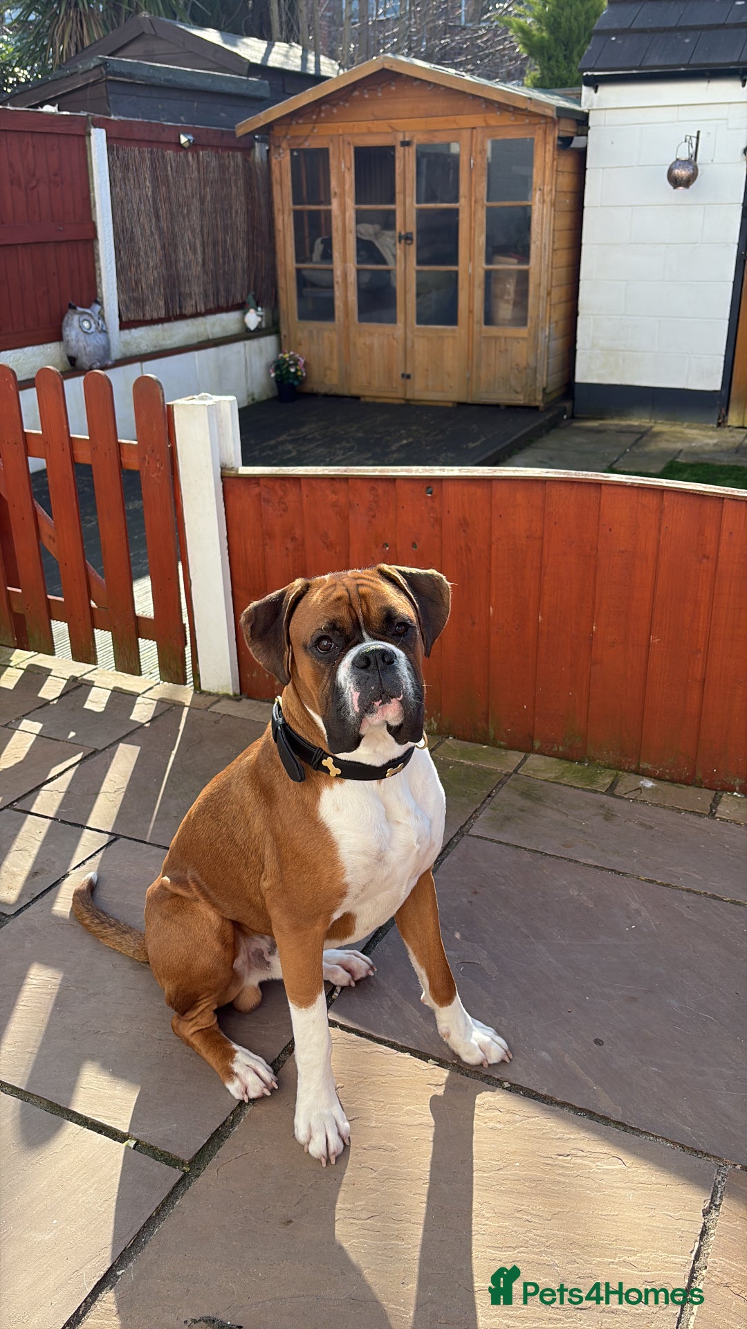 Boxer dogs for stud: Full pedigree boxer dog for stud  in Runcorn - Image 1