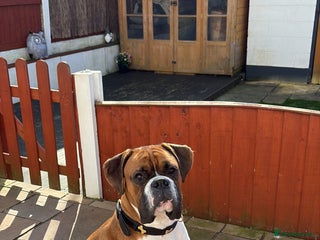 Boxer dogs in Runcorn - Advert 2