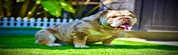 English Bulldog dogs for stud: Wow Taz  ENGLISH BULLDOG STUD  in Canvey Island - Advert 3