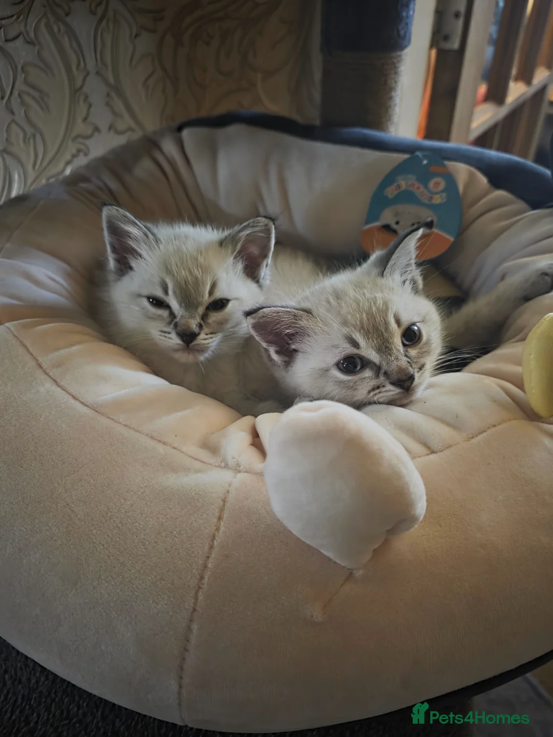 Ragdoll cats for sale: Lynx x2 £400 - Advert 2