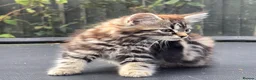 European cats for sale: Playful kittens  - Advert 9