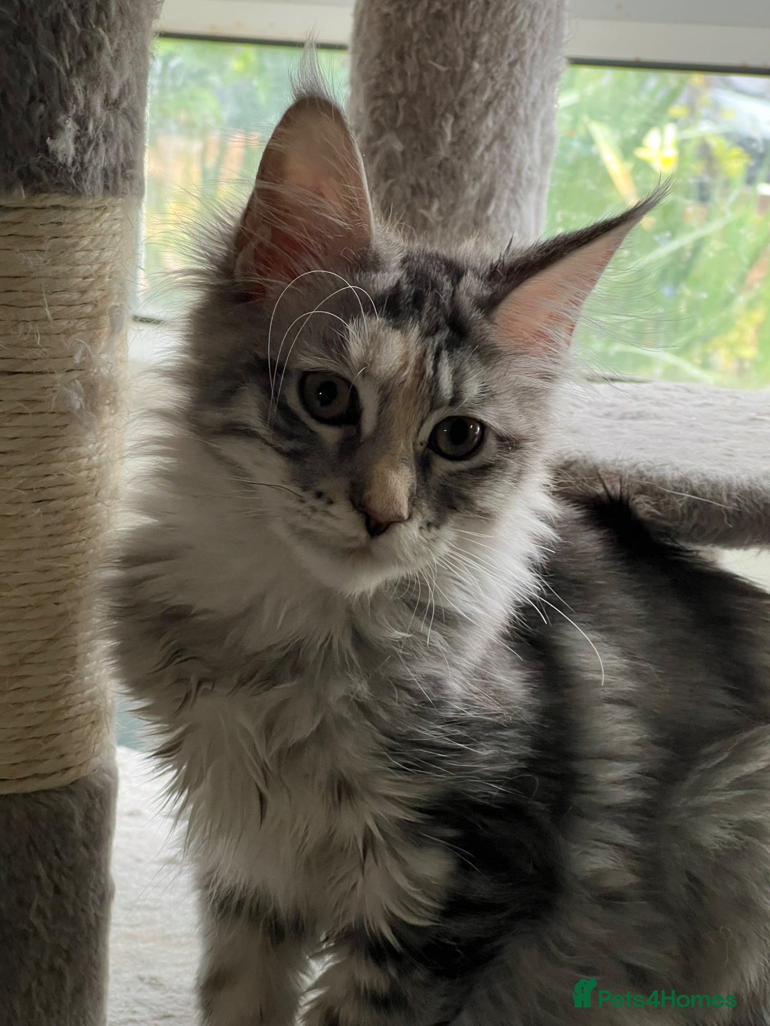 Maine Coon cats for sale: Last two girls.Reduced price.MC kittens  - Advert 15