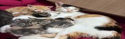 Domestic Shorthair cats for sale: Kittens ready to leave for their new homes  - Advert 1